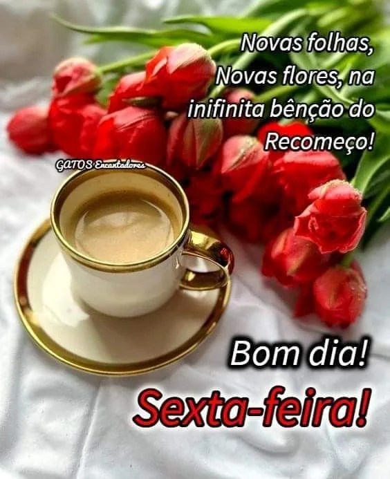 Novas flores bom dia